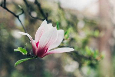 Bahar bahçesindeki muhteşem Magnolia çiçekleri. Bahar zamanı geçmişi. Seçici odak, yakın plan.