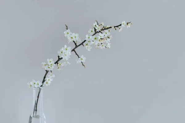 Piękne Gałęzie Kwiatów Wazonie Szarym Tle Wiosna Minimalistyczna Koncepcja — Zdjęcie stockowe