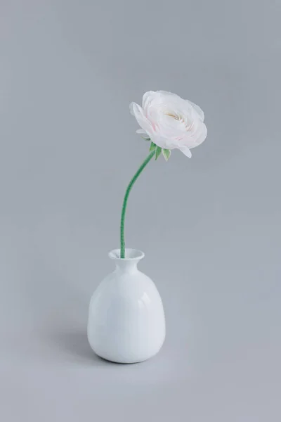 Tender Ranunculus Kwiat Białym Wazonie Szarym Tle Miejsce Tekst — Zdjęcie stockowe