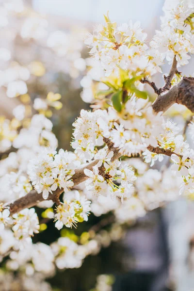 Schöner Zweig Mit Weißer Blüte Einem Frühlingsgarten Frühling Hintergrund Selektiver — Stockfoto