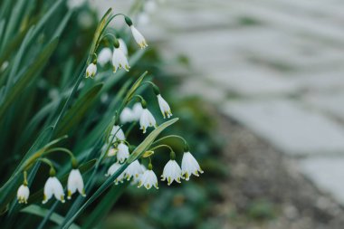 Bahar ayının güzel kar taneleri (Leocojum vernum) bir bahar bahçesinde. Seçici odak.