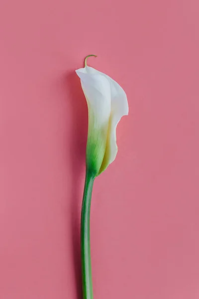 stock image Beautiful white Calla Lily flower on a pink pastel background. Flat lay. Place for text.