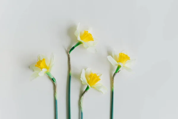 stock image Beautiful flowers of yellow daffodil (narcissus) on a light yellow background. Place for text.