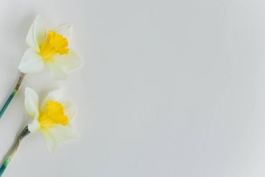 Açık sarı arkaplanda sarı nergis çiçekleri (narcissus). Metin için yer.