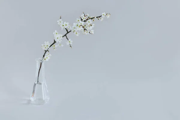 Beautiful blossom branches in a vase on a grey background. Spring minimalistic concept. Place for text.