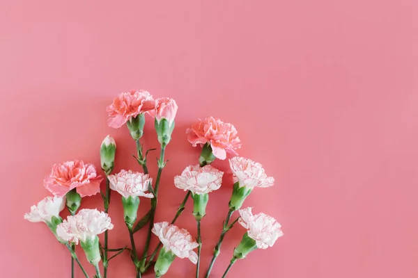 Beautiful Pink White Carnation Flowers Pink Pastel Background Place Text — Stock Photo, Image
