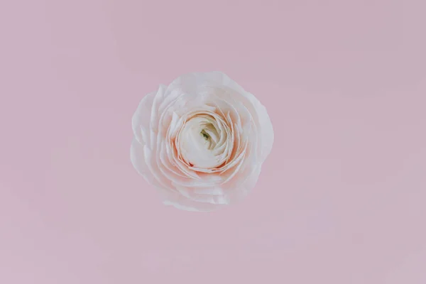 Gyengéd Ranunculus Virág Rózsaszín Pasztell Háttérrel Szöveg Helye — Stock Fotó