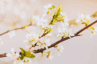 Bahar bahçesinde beyaz çiçekli güzel bir dal. Seçici odak.