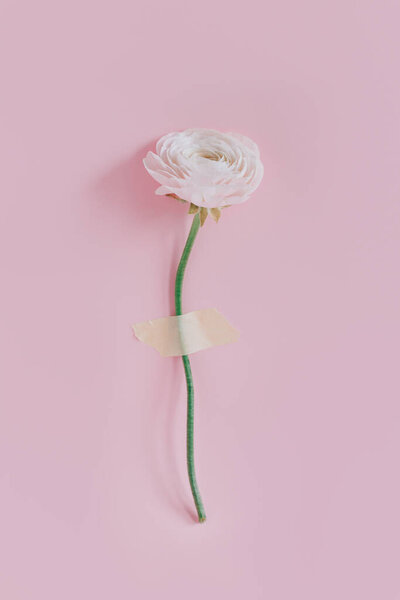 Tender Ranunculus flower on a pink pastel background. Place for text.