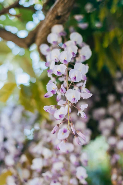 Stock image Beautiful flowers of Wisteria in a spring garden on a sunny day. Selective focus.