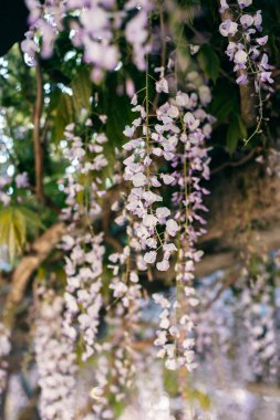 Bahar bahçesinde güneşli bir günde Wisteria 'nın güzel çiçekleri. Seçici odak.