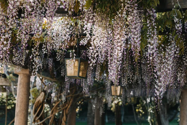 stock image Beautiful flowers of Wisteria in a spring garden on a sunny day. Selective focus.