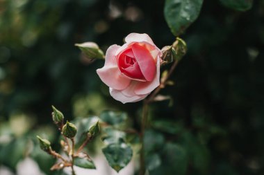 Yağmurdan sonra bahar bahçesinde güzel pembe bir gül çiçeği. Seçici odak.