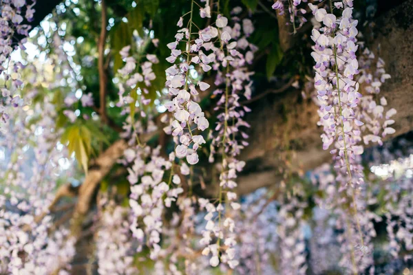 Piękne Kwiaty Wisteria Wiosennym Ogrodzie Słoneczny Dzień Skupienie Selektywne — Zdjęcie stockowe