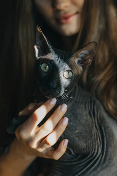 Cute dark sphinx cat in the hands of a girl. Portrait of a cat.