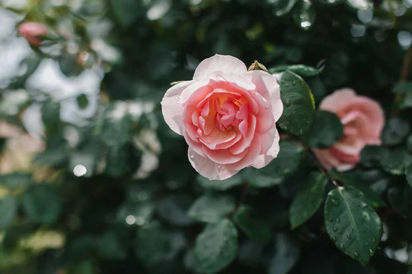 Beautiful Pink Rose Flower Spring Garden Rain Selective Focus — Stock Photo, Image