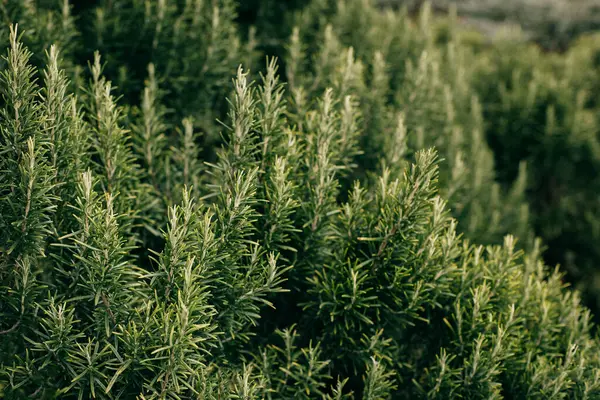 Sprigs Aromatic Rosemary Garden Sunny Day Selective Focus — Stock Photo, Image