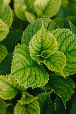 Yaz bahçesinde taze yeşil yapraklar. Seçici odak.