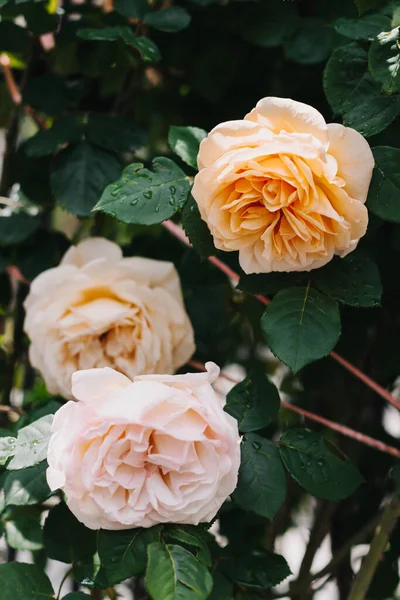 Beautiful Peach Pink Rose Flowers Spring Garden Rain Selective Focus — Stock Photo, Image