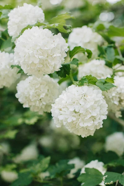 Bahar Bahçesinde Beyaz Viburnum Boule Neige Roseum Çiçekleri Olan Güzel — Stok fotoğraf