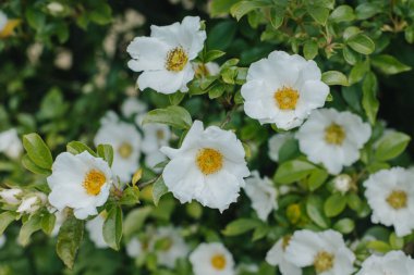 Bahar bahçesinde güzel, yabani gül çiçekleri. Seçici odak.