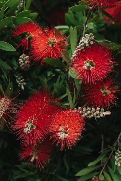 Incríveis Flores Vermelhas Árvore Callistemon Florescendo Jardim Primavera Close — Fotografia de Stock