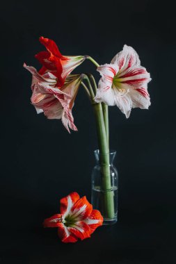Siyah arka planda cam vazoda güzel beyaz ve kırmızı Amaryllis çiçekleri. Seçili odak.