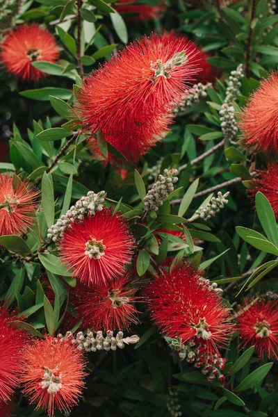 Incríveis Flores Vermelhas Árvore Callistemon Florescendo Jardim Primavera Close — Fotografia de Stock