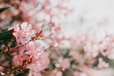 Yaz caddesinde bulanık pembe zakkum çiçekleri. Seçici odaklanma. Metin için yer.