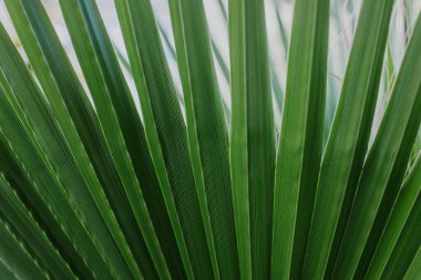Güneş ışığında taze palmiye yaprağı. Yeşil bitki arkaplanı kavramı. Yaz arkaplanı.