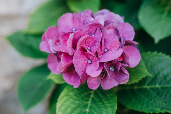 Bahçedeki Harika Pembe Ortanca Çiçekleri Seçici Odak — Stok fotoğraf