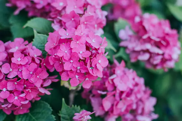 Bahçedeki Harika Pembe Ortanca Çiçekleri Seçici Odak — Stok fotoğraf