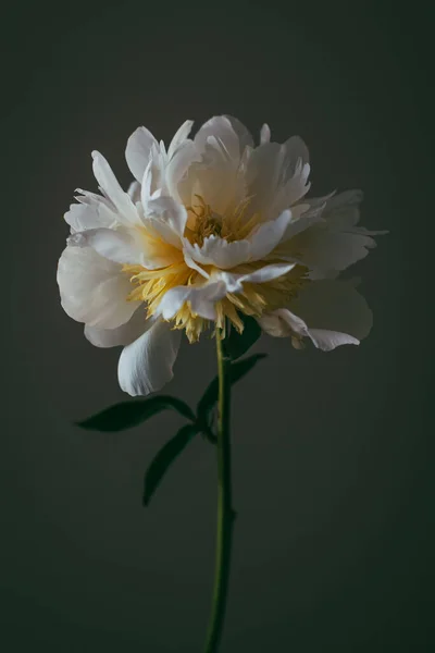 Hermosa Flor Peonía Crema Sobre Fondo Oscuro Lugar Para Texto — Foto de Stock