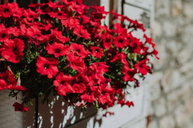 Yaz caddesinde güzel kırmızı petunya çiçekleri. Seçici odak.