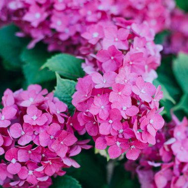 Bahçedeki harika pembe ortanca çiçekleri. Seçici odaklanma. Yakın plan..