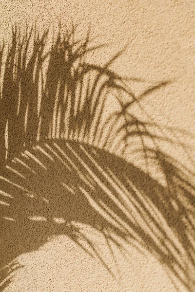 Sombra Folhas Palma Uma Luz Solar Fundo Verão Foco Seletivo — Fotografia de Stock