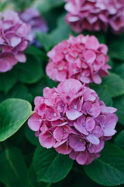 Καταπληκτικά Ροζ Λουλούδια Ορτανσία Έναν Κήπο Επιλεκτική Εστίαση Κοντινό Πλάνο — Φωτογραφία Αρχείου