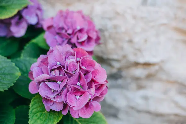 Bahçedeki Harika Pembe Menekşe Rengi Ortanca Çiçekleri Seçici Odaklanma Metin — Stok fotoğraf