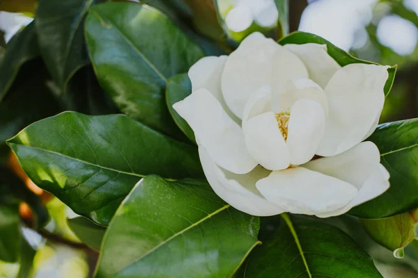 Increíble Flor Magnolia Jardín Enfoque Selectivo Primer Plano —  Fotos de Stock