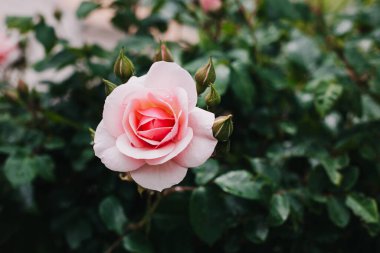Yağmurdan sonra bahar bahçesinde güzel pembe bir gül çiçeği. Seçici odak.