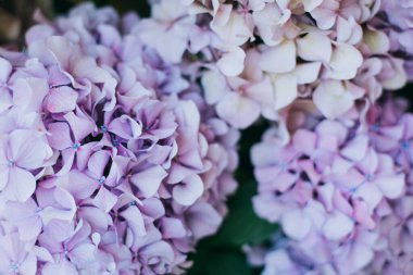 Bahçedeki harika pembe ve menekşe rengi ortanca çiçekleri. Seçici odak.