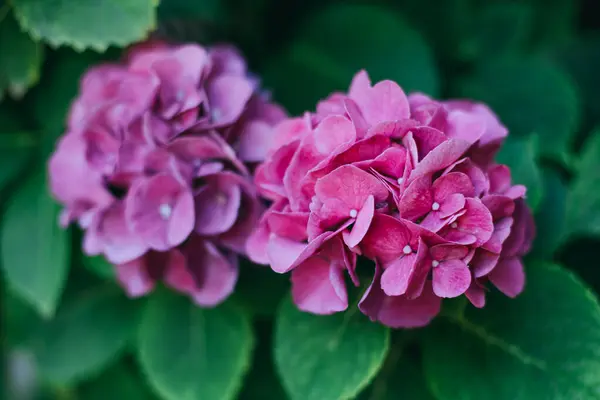 Bahçedeki Harika Pembe Ortanca Çiçekleri Yakın Plan Seçici Odak — Stok fotoğraf