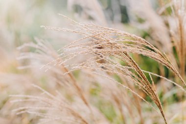 Güzel kuru çayır bitkileri. Yumuşak bitkilerin doğal arka planı. Seçici odak.