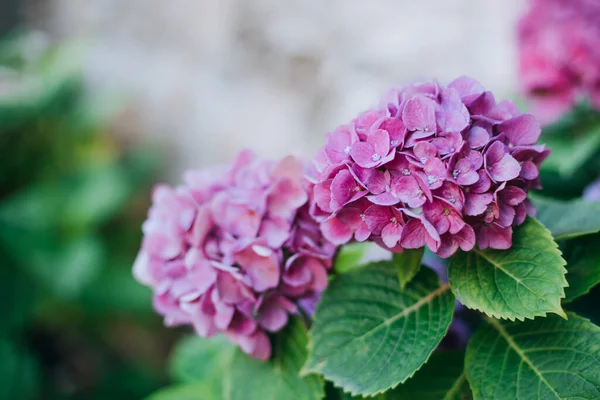 Bahçedeki Harika Pembe Ortanca Çiçekleri Yakın Plan Seçici Odak — Stok fotoğraf