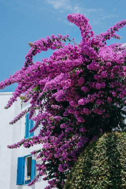 Beautiful violet bougainvillea flowers on a summer street. Selective focus.