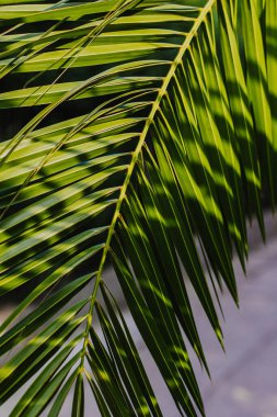 Gün ışığında bulanık palmiye yaprakları. Yaz dönemi. Seçici odak.