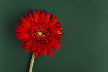 Koyu yeşil arka planda güzel kırmızı Gerbera çiçeği. Metin için yer.