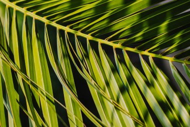 Gün ışığında bulanık palmiye yaprakları. Yaz dönemi. Seçici odak.
