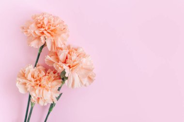 Pembe arka planda güzel şeftali renginde karanfil çiçekleri. Mesaj için yer. Düz yatıyordu.