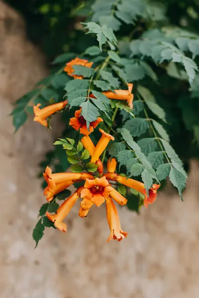 Piękne Pomarańczowe Kwiaty Campsis Letniej Ulicy Wybiórcze Skupienie Miejsce Tekst — Zdjęcie stockowe